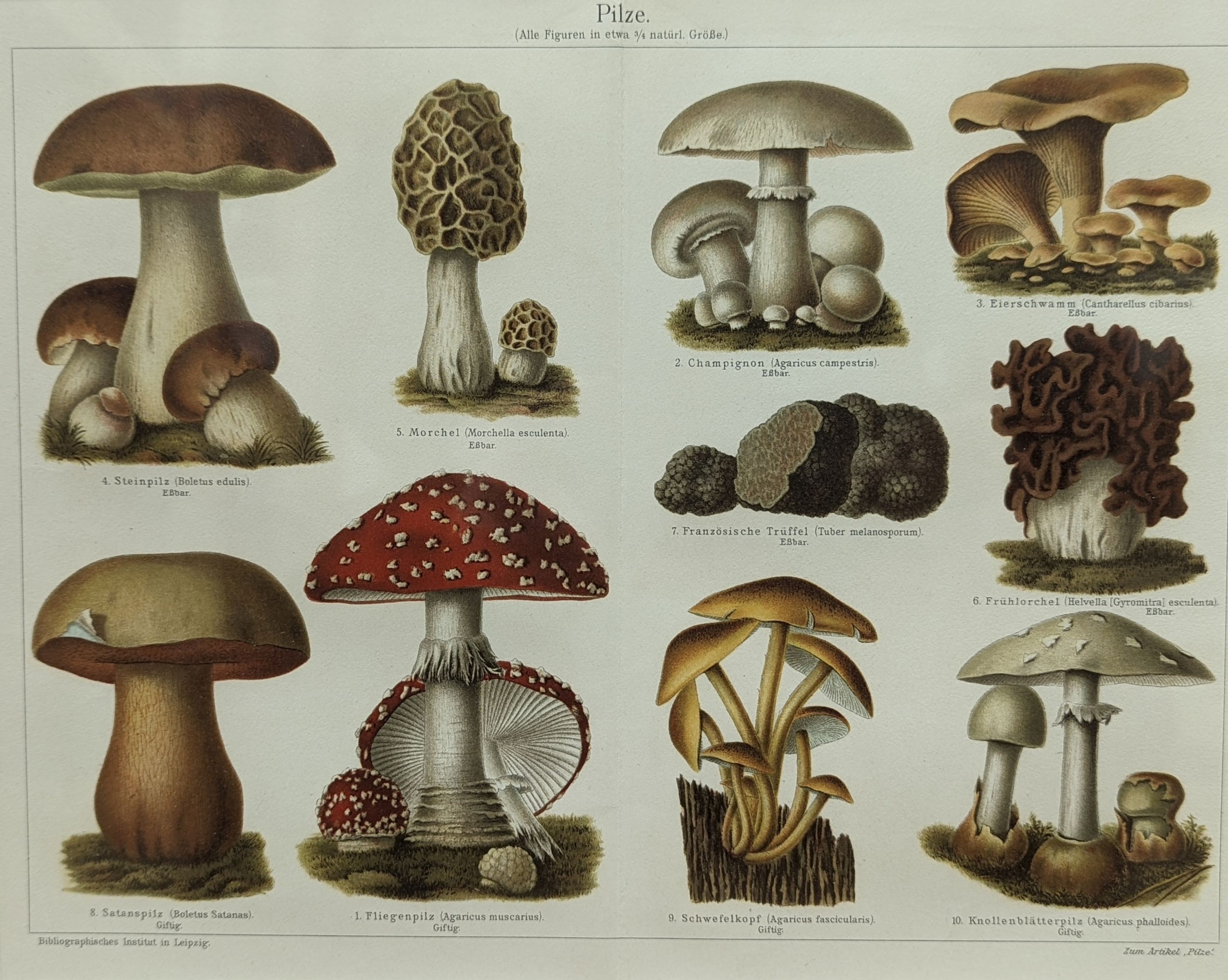 Bibliographisches Institut, Leipzig, sixteen assorted chromolithographs, Illustrations of orchids, fungi and other flora and fauna, 22 x 29cm